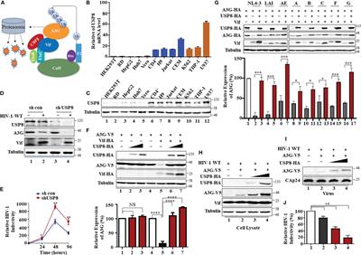 Specific Deubiquitinating Enzymes Promote Host Restriction Factors Against HIV/SIV Viruses